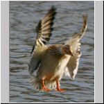 Anas platyrhynchos - Stockente 14.jpg